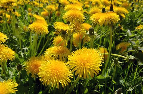 How to get rid of dandelions in your lawn | MOOWY