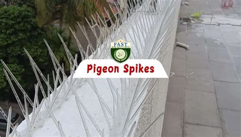 Pigeon Spikes 的图像结果