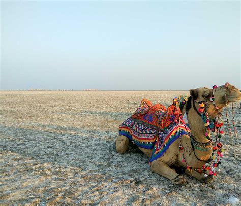 17 Places To Visit In Kutch (2022) Points Of Interest & Things To Do