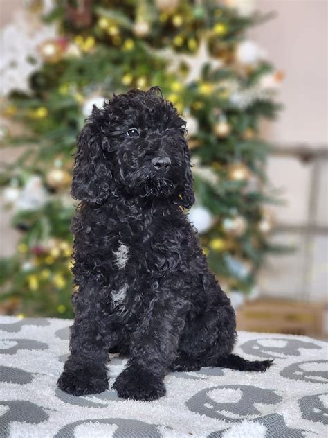 Image result for Cockapoo Dog Baby