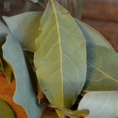 ᐅ How to Store Bay Leaves (Fresh or Dried) for longer •【 2024