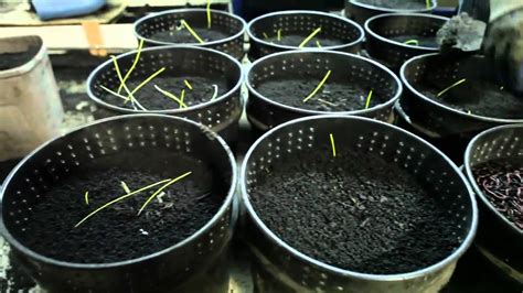 Worm Farming Business 的图像结果