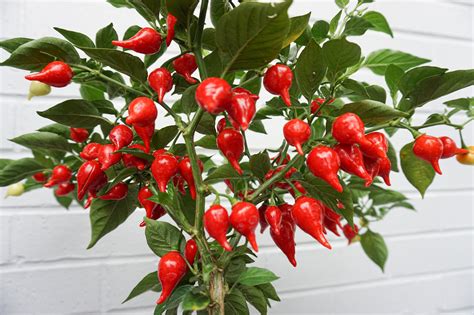 100 Sweety Drop Pepper Seeds Heirloom Red Biquinho Seeds | Etsy