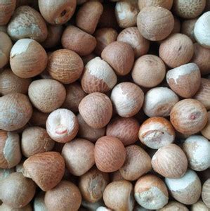 Nutiva SUPARI SABUT, ARECA NUT, BETEL NUT Seed Price in India - Buy ...
