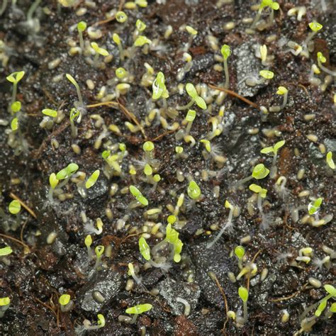 Kamille (Matricaria chamomilla) Samen