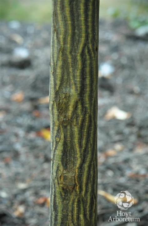 Franklinia alatamaha - Franklin Tree | Hoyt Arboretum, Portland, Oregon ...