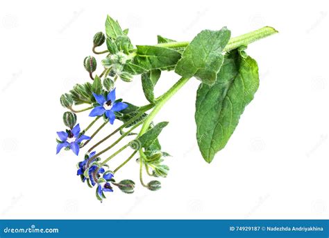 Borage (Borago Officinalis) On A White Background Stock Image - Image ...
