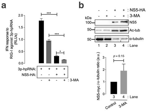 The ZIKV NS5 Protein Aberrantly Alters the Tubulin Cytoskeleton ...