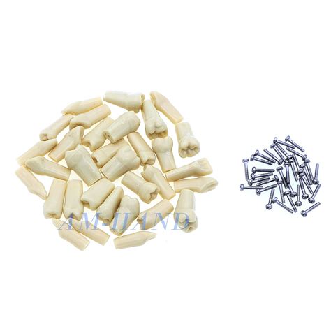 Buy Typodont Teeth Model, Dental Removable Teeth with Simulation Cheek ...