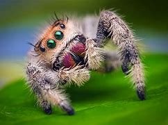 Image result for Cute Fluffy Spider