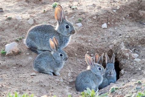 【兔文化】现在越来越多人开始把兔子作为宠物，然而，兔子的历史了解吗_野兔