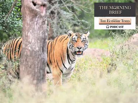 Morning Brief Podcast: Big cats, billions, bonds: India’s massive tiger ...