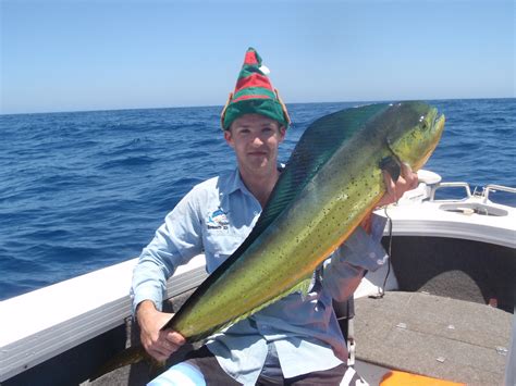 Image result for Dolphin vs Python