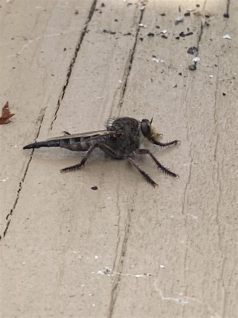 What is this and why does it look like it stings? : r/whatbugisthis