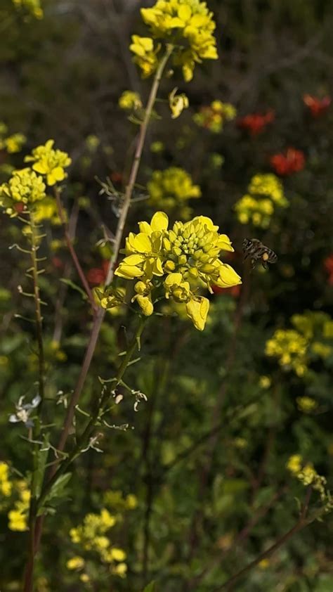 Animated Spring Background 的图像结果