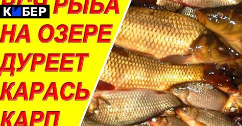 Карась дуреет от этого прикорма мем – откуда мем дуреет от прикормки ...
