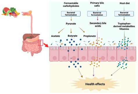 Gut Microbial Metabolite Butyrate and Its Therapeutic Role in ...