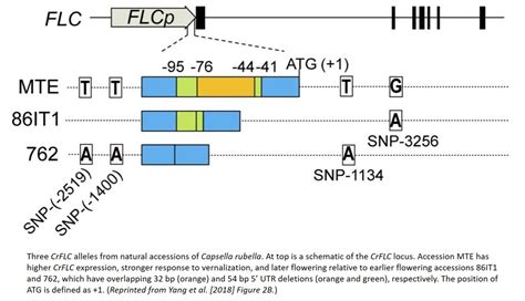 Image result for Genetic Algorithm for It2flc