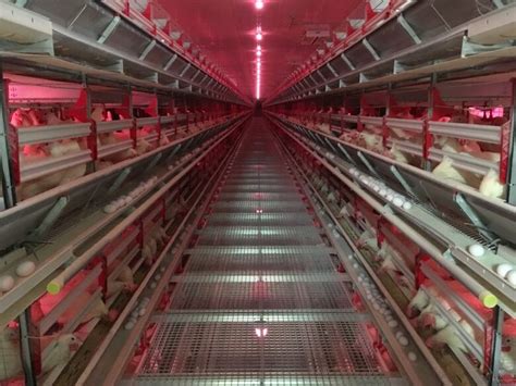 Chicken Condos.com 的图像结果