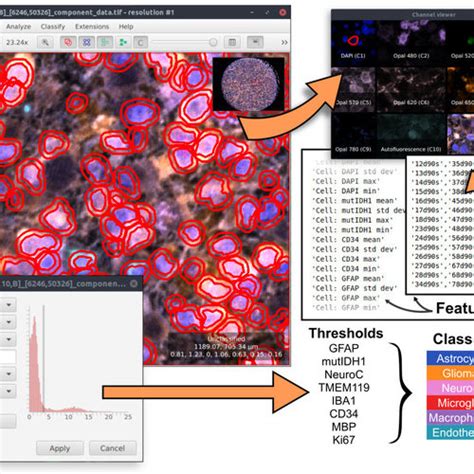 Image result for QuPath Basics