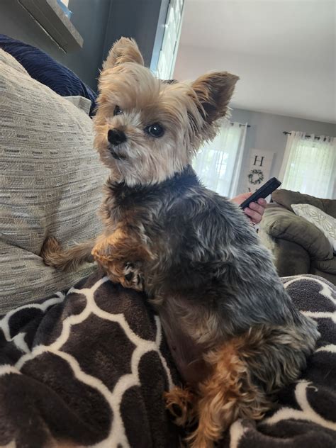 Puppy Love Grooming | Local Vet Clinics