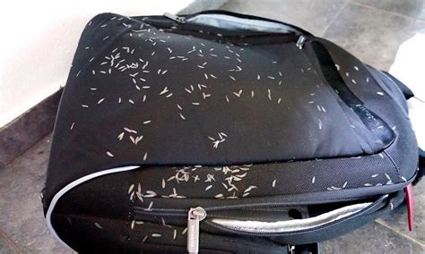 RANCHO RUISEÑOR (Jarabacoa) - Hostel Reviews & Photos - Tripadvisor