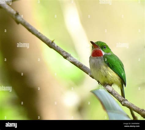 Puerto Rican Tody (Todus mexicanus) is a endemic to Puerto Rico. Found in most habitats at ...