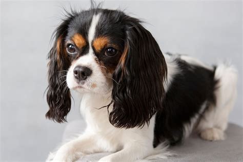25 Popular English Dog Breeds and Their Histories