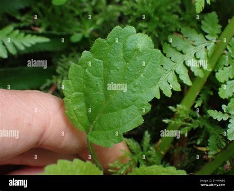 mint family (Lamiaceae Stock Photo - Alamy
