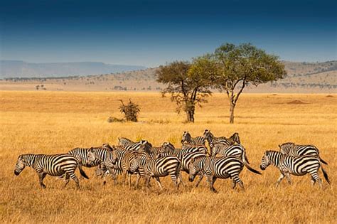 Cape Mountain Zebra Population Rises After Near Extinction; Grévy’s ...