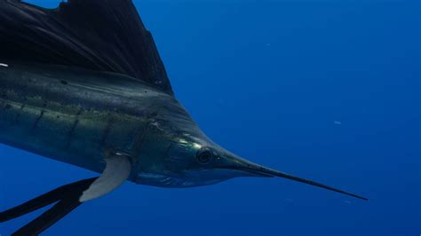 What Does Sword Fish Taste Like? - Food Shark Marfa