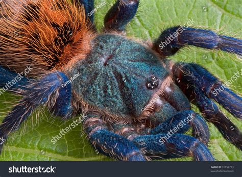 Green Bottle Blue Tarantula Resting On Stock Photo 31857713 | Shutterstock