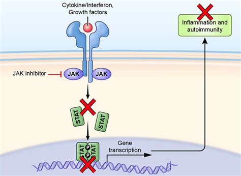 Jakinibs of All Trades: Inhibiting Cytokine Signaling in Immune ...