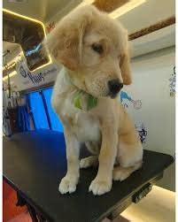 Ticks Treatment - Tale of Tails