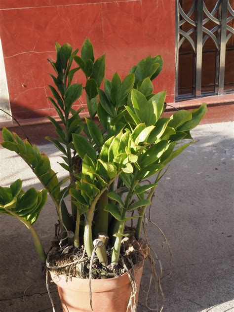 Zanzibar gem (Zamioculcas zamiifolia) Flower, Leaf, Care, Uses ...