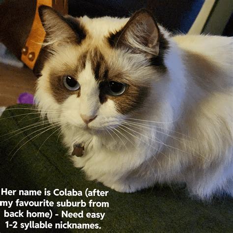 Need easy nicknames as my cat's name is a bit difficult : r/NameMyCat
