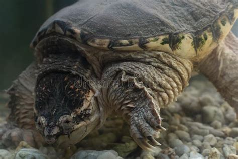 Image result for Alligator Snapping Turtle Underwater