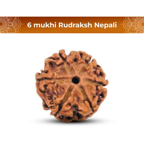 6 Mukhi Rudraksha (Nepali) - Regular – Shiv Kripa Rudraksha