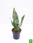 Buy Snake Plant, Sansevieria trifasciata, Sansevieria zeylanica - Plant ...