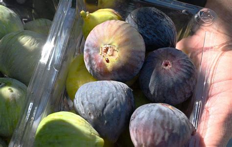 Inside Brian Melton's fig orchard and his passion for figs | Fresno Bee