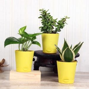 Ukaanda Money Plant Price in India - Buy Ukaanda Money Plant online at ...