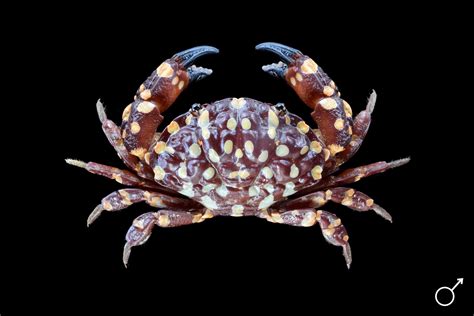 Crab Genus Name at David Carstens blog