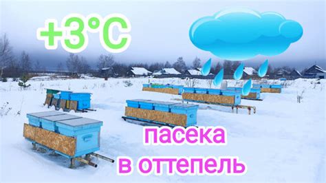 Зимовка пчёл на улице в оттепель! 💧💧💧ПЧЕЛОВОДСТВО! | Пасека Николаича ...