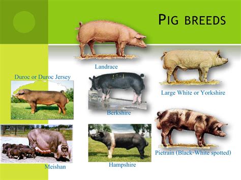 Breeds Of Pigs And Their Characteristics Pdf at Johnny Duffy blog