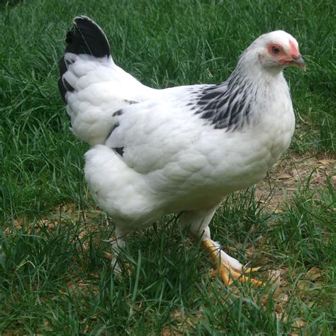 Pam's Backyard Chickens: Brahma Chicken - Breed Spotlight