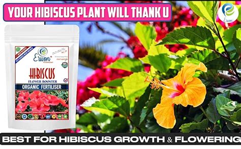 Erwon® Hibiscus Plant Growth Booster, Premium Essential Powerful ...