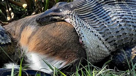 Burmese python swallows a whole deer shattering beliefs about its last ...