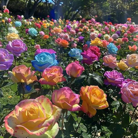Carpet Creeping 200+Rainbow Rose Seeds for Planting-Rare Rose India | Ubuy