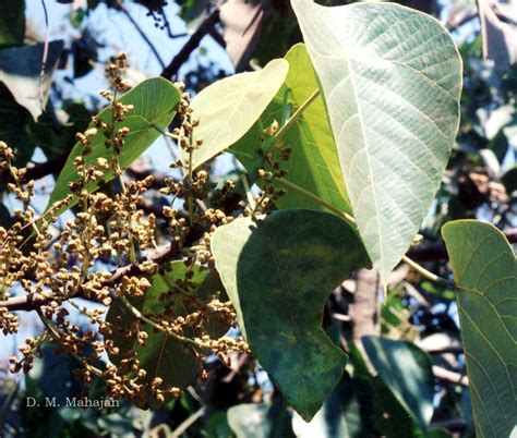 India Flora Online