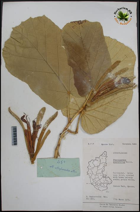 Herbarium JCB